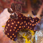 Nembrotha sp. A