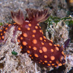 Nembrotha sp. A