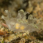 Notobryon sp. 2