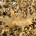 Notobryon sp. 2