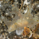 Notobryon sp. 2