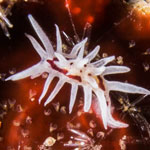 Okenia brunneomaculata