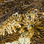Tenellia viei