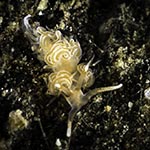 Phidiana salaamica