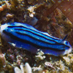 Phyllidiopsis annae