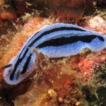Phyllidiopsis annae