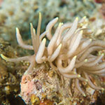 Phyllodesmium briareum