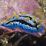 Phyllidia coelestis