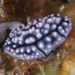 Phyllidiella cooraburrama