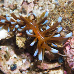 Phyllodesmium kabiranum