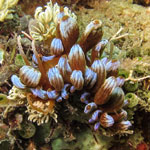 Phyllodesmium kabiranum