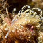 Phyllodesmium opalescens