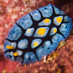 Phyllidia picta