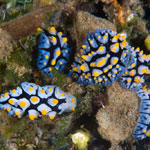 Phyllidia picta