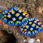 Phyllidia picta