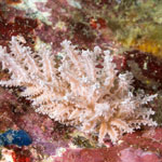 Phyllodesmium pinnatum