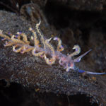 Phyllodesmium poindimiei