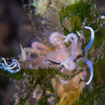 Phyllodesmium poindimiei