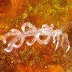 Phyllodesmium poindimiei