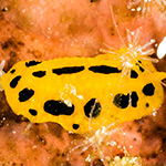 Phyllidia polkadotsa