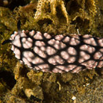 Phyllidiella pustulosa