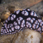 Phyllidiella pustulosa