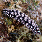 Phyllidiella pustulosa