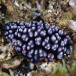 Phyllidiella pustulosa