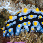 Phtllidia varicosa
