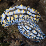 Phtllidia varicosa