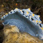 Phtllidia varicosa