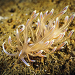 Phyllodesmium undulatum