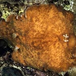 Platydoris cinereobranchiata