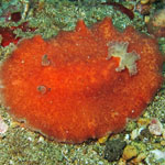 Platydoris sanguinea