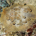 Pleurobranchus forskalii