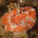 Sclerodoris tuberculata