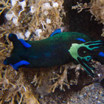 Tambja morosa