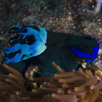 Tambja morosa