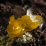 Tambja sp. C