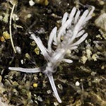 Tenellia sp. 65