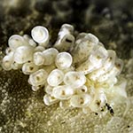 Tenellia sp. 82