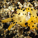 Thecacera sp. 8