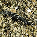 Thuridilla sp. 2 (Bergh 1905)