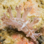 Tritonia sp.