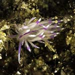 Undentia sandramillenae