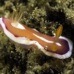 Verconia norba