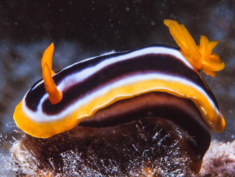 Chromodoris quadricolor