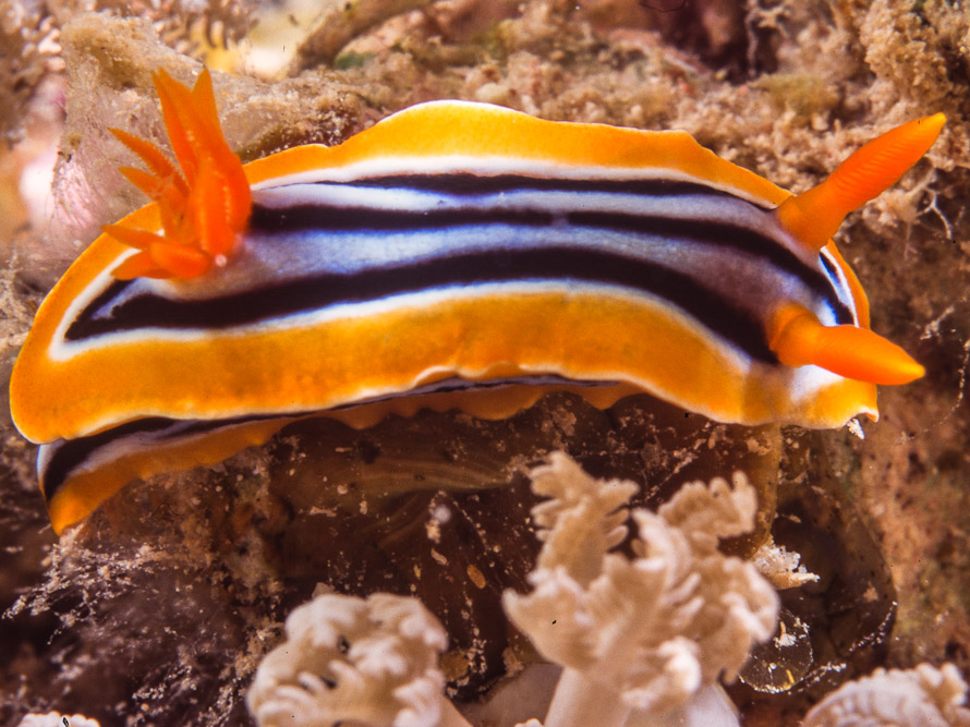 Chromodoris quadricolor