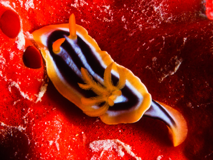 Chromodoris quadricolor