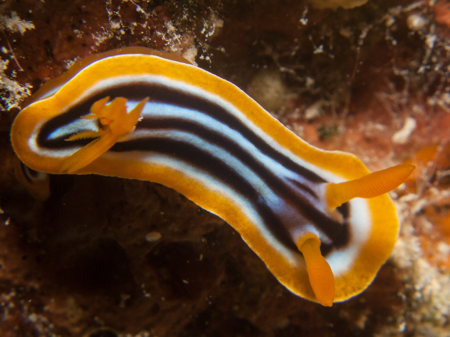 Chromodoris quadricolor